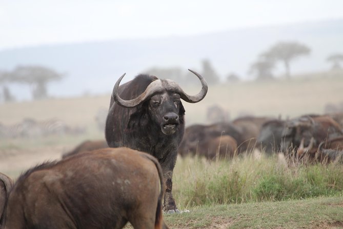 4 Days Game Drives Safari Tarangire, Serengeti and Ngorongoro Crater - Included Accommodations