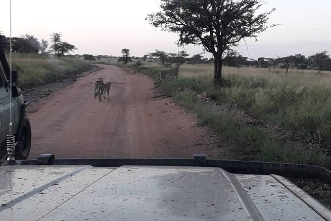 4 Days Group Joining Camping Safari to Tarangire Serengeti Ngorongoro Crater - Transportation and Game Drives