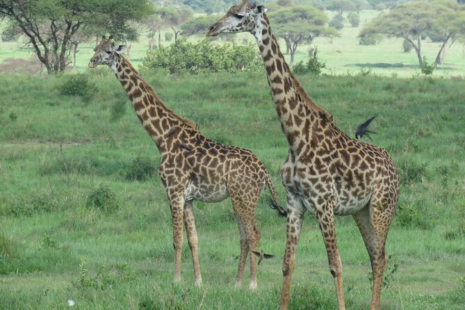 4 Days Joining Safari : Lake Manyara, Serengeti & Ngorongoro - Participant Information