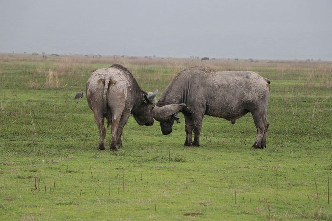 4 Days Tarangire,Serengeti & Ngorongoro Crater Budget Lodge Safari Tour Tanzania - Accommodation and Dining