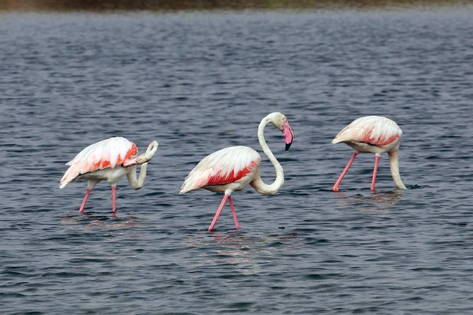 4-Hour Private Boat Tour in Ria Formosa - Farol Island and Lighthouse