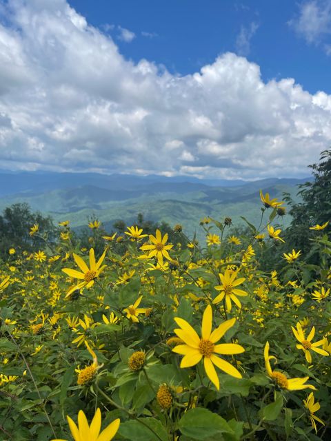 (4 HR) GUIDED Smoky Mountain UTV Eco Elk Adventure - Highlights