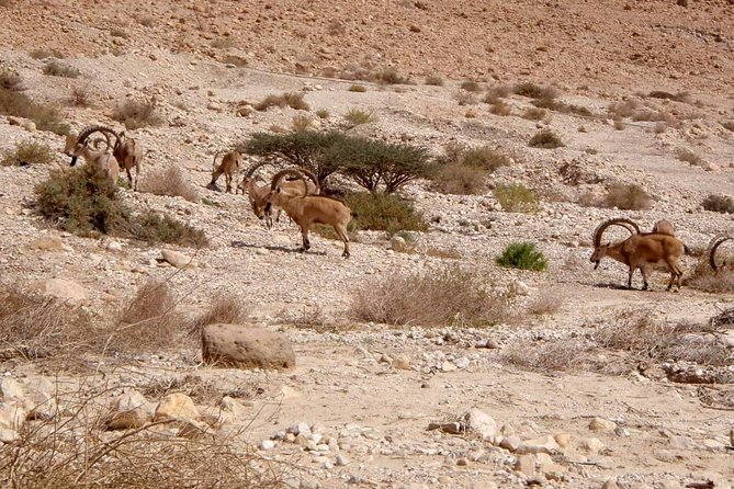 4WD Masada Ein Gedi Judea Desert Dead Sea Adventure 4x4 Tour. - Restrictions and Accessibility