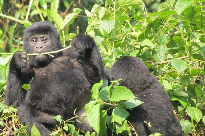 5 Day Gorillas, Wildlife and Kalinzu Forest Chimp Trek - Gorilla Trekking Experience