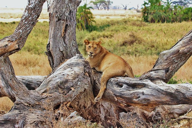 5 Day Mid Range Tanzania Safari - Confirmation and Accessibility