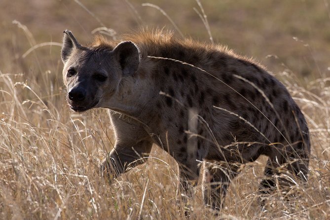 5-Day Private Safari Tour in Northern Tanzania - Olduvai Gorge Visit