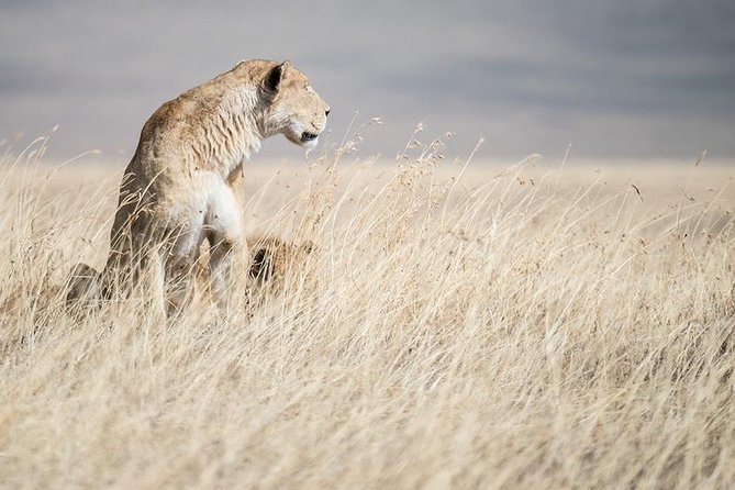 5 Day Serengeti, Tarangire, & Ngorongoro & Manyara Grass Root Safari. - Local Cuisine Experiences