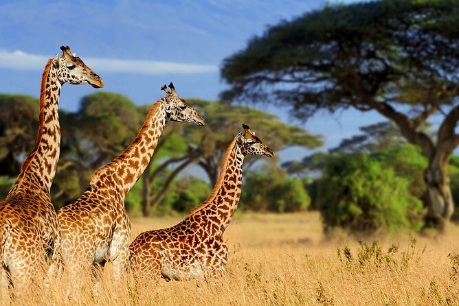 5 Days Private Tarangire, Serengeti, Ngorongoro, Manyara Safaris - Fees and Tips