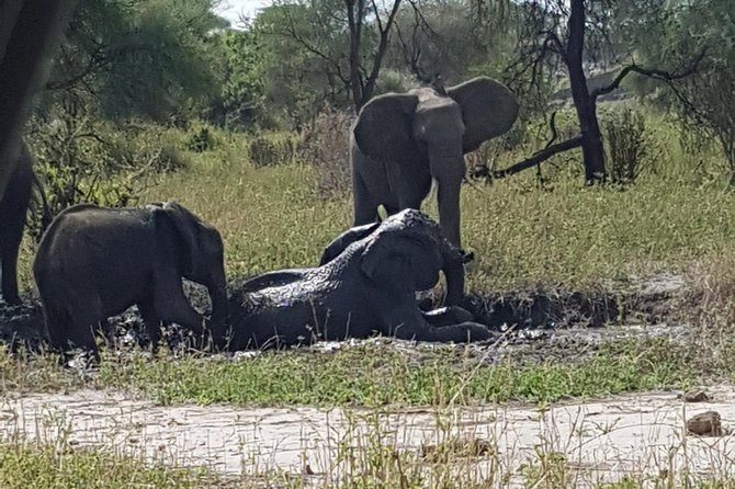 5 Days Tarangire, Serengeti, Ngorongoro & Manyara Mid-Range Camping Safari Tour - Wildlife Encounters