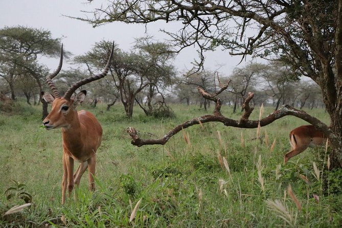 5 Days Tarangire,Serengeti,Ngorongoro&Manyara Camping Safari Tour Tanzania - Exploring Tarangire National Park