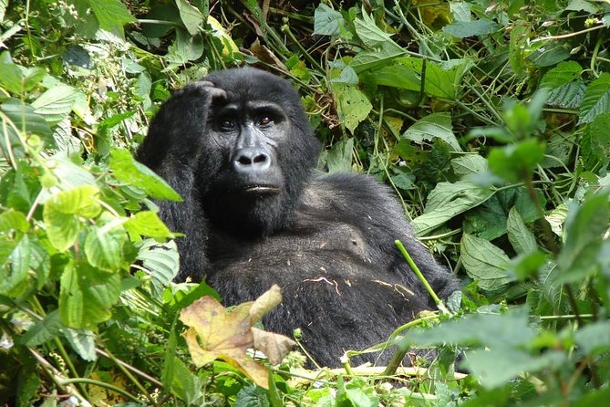 6 Day Gorilla Tracking and Wildlife Safari - Meeting and Pickup Details