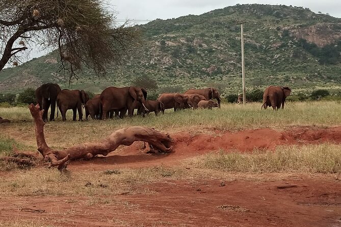 6 Days Kenya Masai Mara,Lake Nakuru & Amboseli Wildlife Safari - Lake Nakuru Adventure