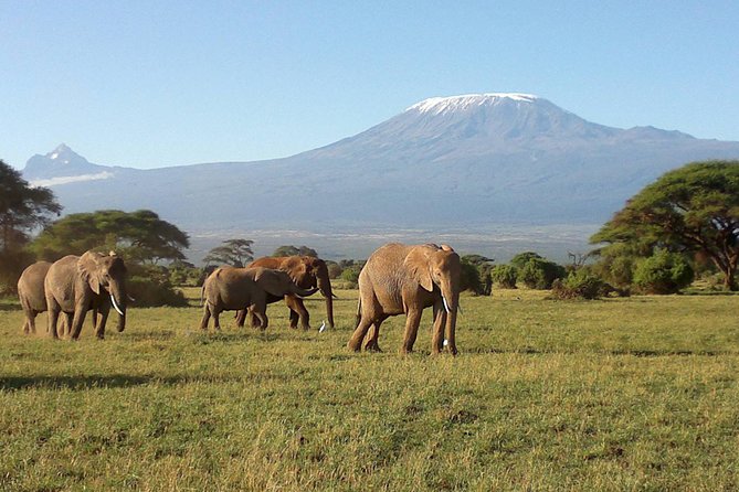 6 Days Masai Mara-Lake Nakuru & Amboseli Budget Safari - Pickup Information