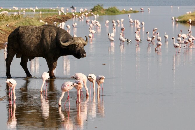 6-Days Masai Mara, Lake Nakuru and Amboseli Safari on Landcruiser - Accommodation and Meals