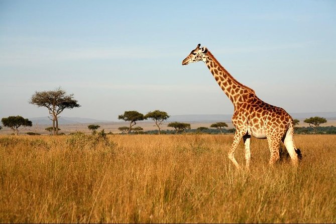 6 Days Safari - Visit; Masai Mara, Lake Nakuru & Amboseli - Discovering Amboseli