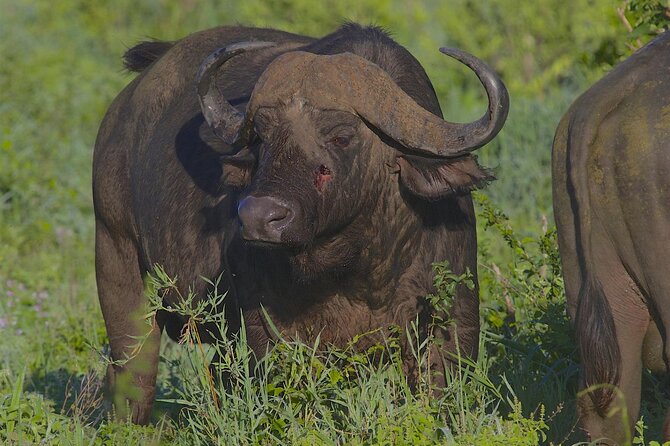 6 Days Tanzania Luxury Lodging Safari - UNESCO World Heritage Sites