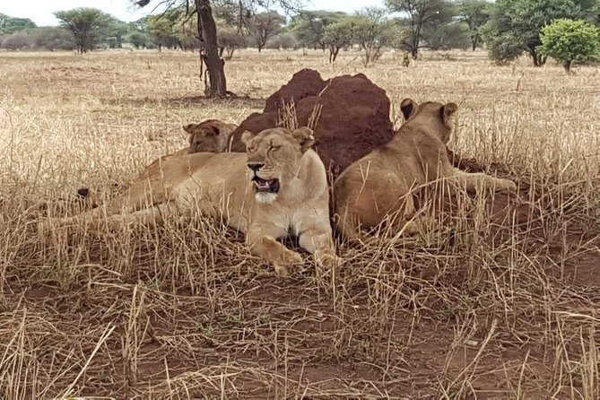 6 Days Tarangire, Serengeti, Ngorongoro & Manyara Joining Safari Tour Tanzania - Visiting Lake Manyara National Park