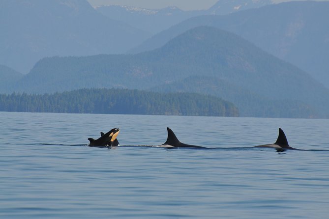 6 Hour Zodiac Whale Watching Tour - Included Features