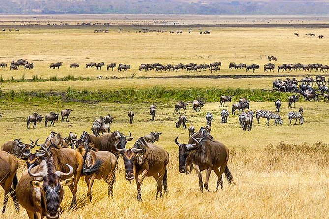 7 Days Great Migration Safari - Lake Natron Adventure