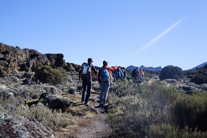 7 Days Kilimanjaro Climbing Tour | Hiking via Lemosho Route - Accessibility and Participation