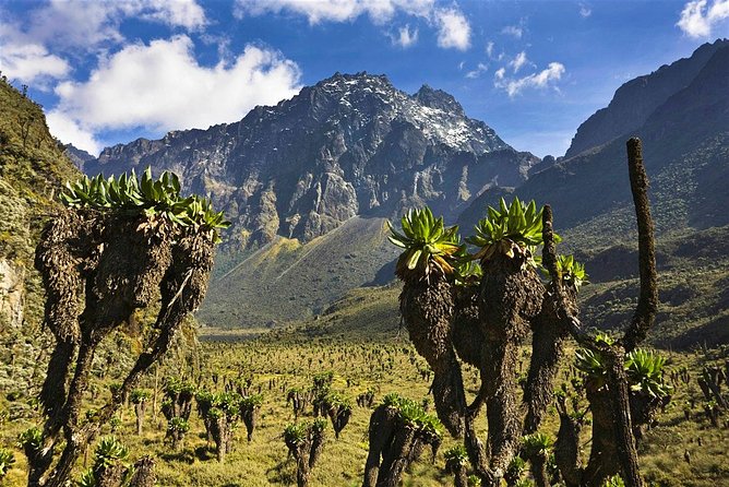 7 Days Rwenzori Summit (Margherita Peak) Hike - Unique Flora and Fauna Sightings