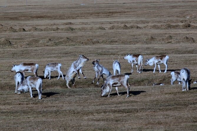 8-Day Guided Iceland Circle Tour From Reykjavik - Natural Wonders