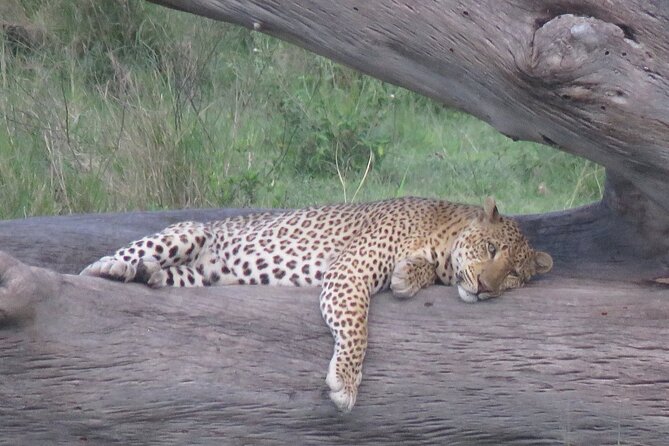 9 Days Safari To See Great Migration Crossing - Pickup and Accessibility