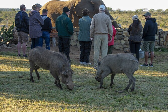 90-minute Elephant Watching Experience in Hoedspruit - Participant Experience