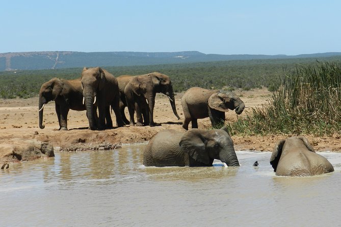 Addo Elephant 5 Hour Morning Safari. - Local Ecosystem Exploration