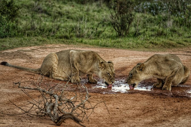 Addo Elephant National Park All Inclusive Full-Day Safari - Intimate Atmosphere Experience