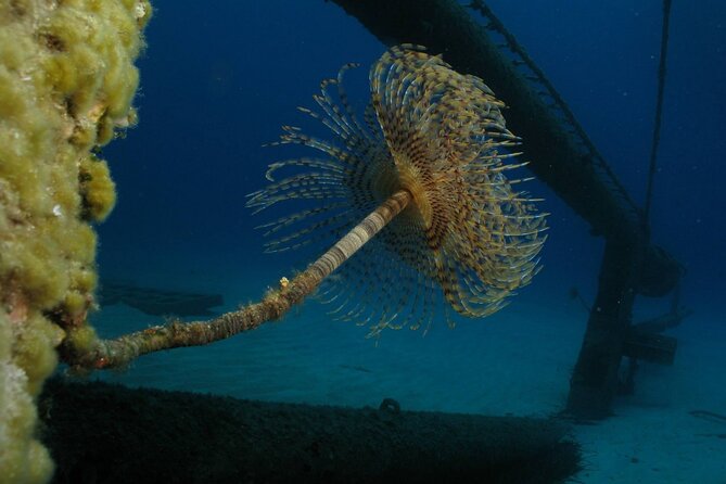 Adventure Dives for Certified Divers in Nea Makri, Athens - Diving Options and Packages