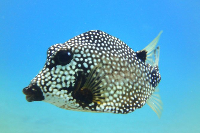 Afternoon Snorkeling Adventure in St Thomas - Age and Group Size Requirements