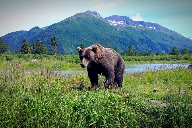 Afternoon Wilderness, Wildlife, Glacier Experience From Anchorage - Free Photography Lessons