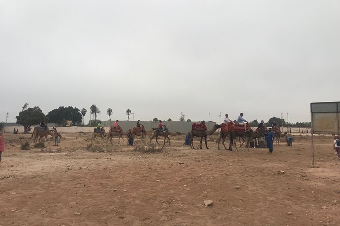 Agadir Camel Riding - Souss-Massa National Park