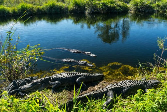 Agadir Crocoparc With Transfer & Admission Ticket - Anaconda Snake Encounter