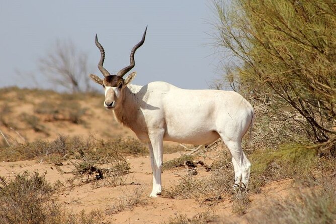 Agadir National Park & 4×4 Jeep Desert Safari Tour With Lunch - Health and Accessibility