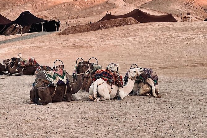 Agafay Camel Ride & Ourika Valley in Atlas Mountains - Tour Details