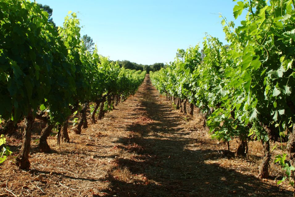 Aix-en-Provence: Half Day Wine Tour in Bandol and Cassis - Inclusions in the Tour