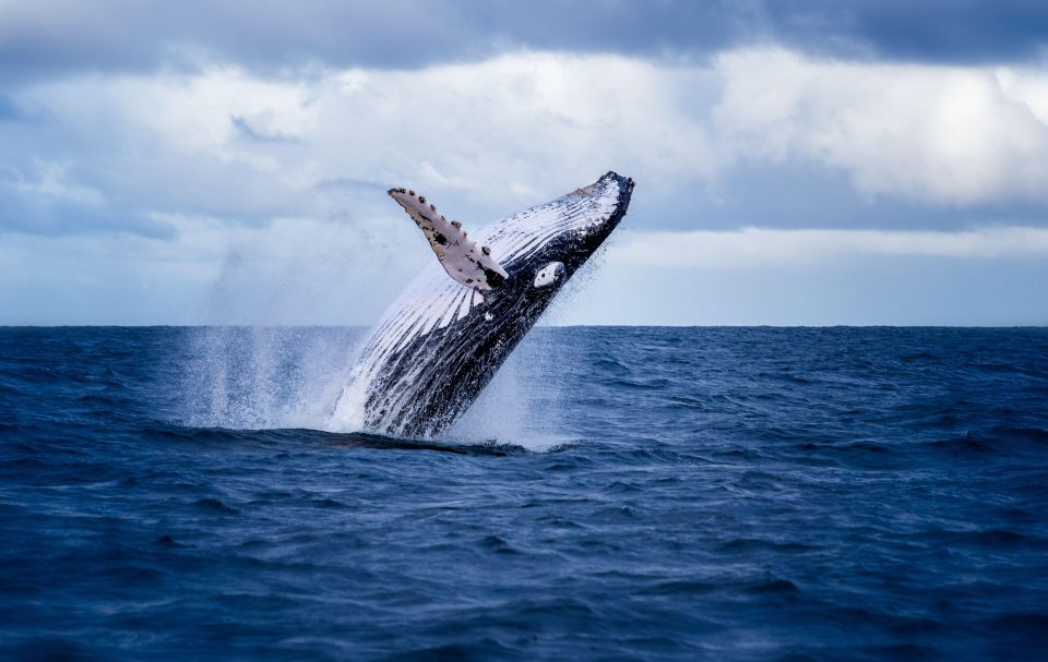 Akureyri: Guided Whale Watching Tour From the City Center - Whale and Wildlife Sightings