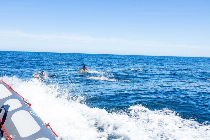 Albufeira: Dolphins and Caves Private Tour - Health and Safety Restrictions