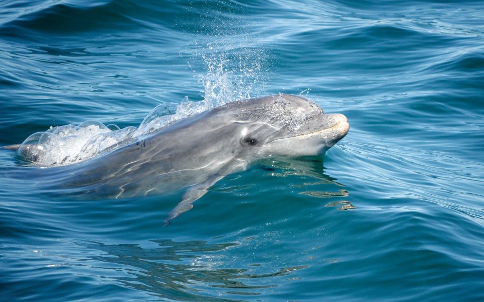 Albufeira: Dolphins, Benagil Caves and Coastline Boat Tour - Tour Inclusions and Restrictions