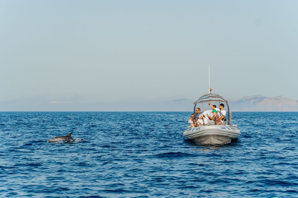 Alcudia/Can Picafort: Dolphin-Watching Cruise in Small Group - Inclusions and Exclusions