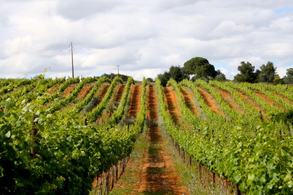 Algarve: 3 Types of Wine Tastings With Vineyard Views - Wine Varieties and Guidance