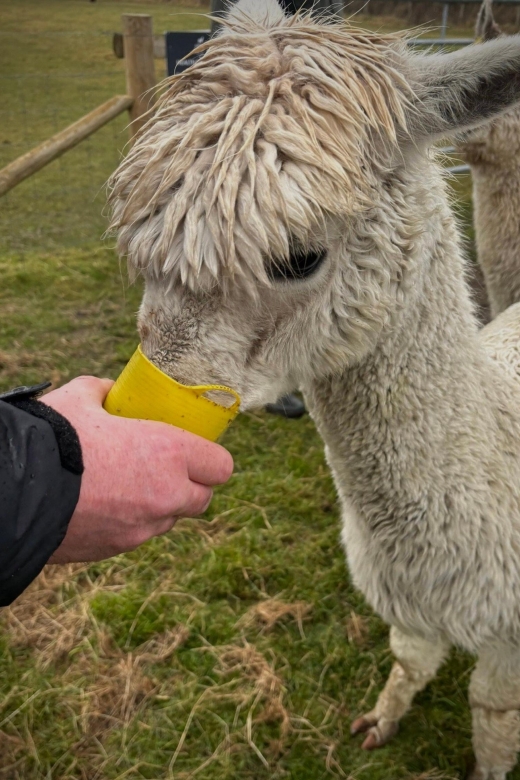 Alpaca Meet & Greet - Highlights of the Experience