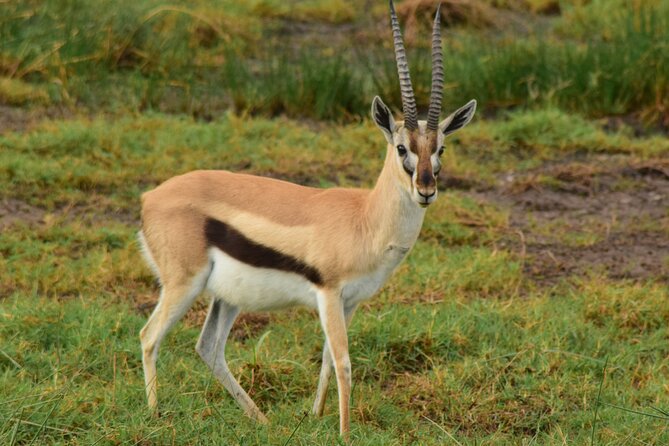 Amazing 4 Days Tanzania Budget Camping Group Joining Safari - Transportation Provided