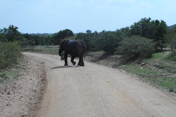 Amboseli National Park Day Tour From Nairobi - Sparse Vegetation, Great Viewing