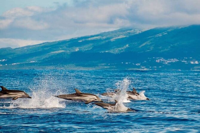 Among Whales Dolphins and Volcanoes Full Day Tour With Lunch - Pickup and Meeting Point