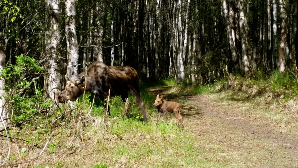 Anchorage: Coastal Trail 3-Hour City Bike Tour - Wildlife Sightings