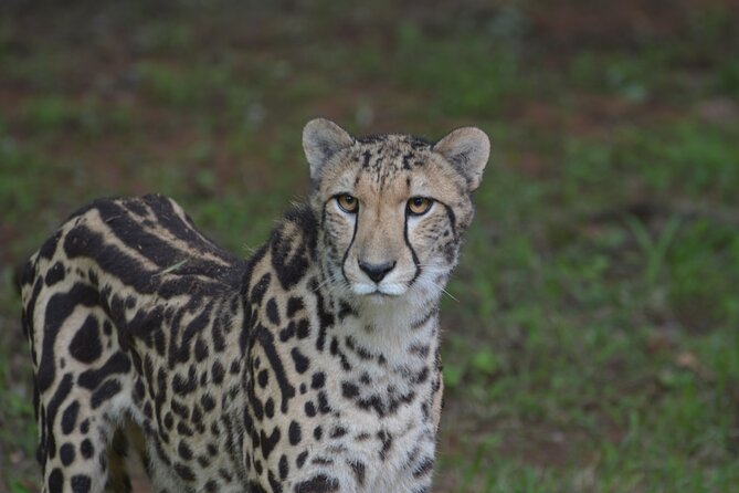 Ann Van Dyk Cheetah Centre Tour From Johannesburg or Pretoria - Conservation and Educational Impact