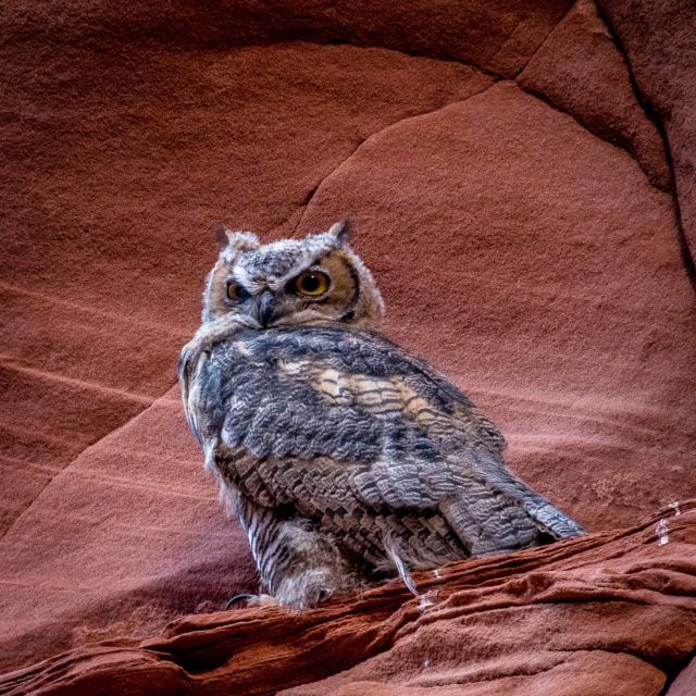 Antelope Canyon: Owl Canyon Guided Hiking Tour - Wildlife and Nature Focus